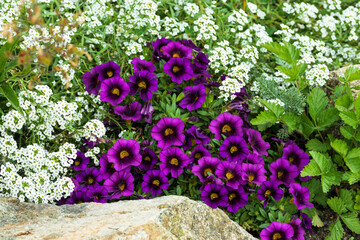 Beautiful flowers with purple petals and yellow middle.