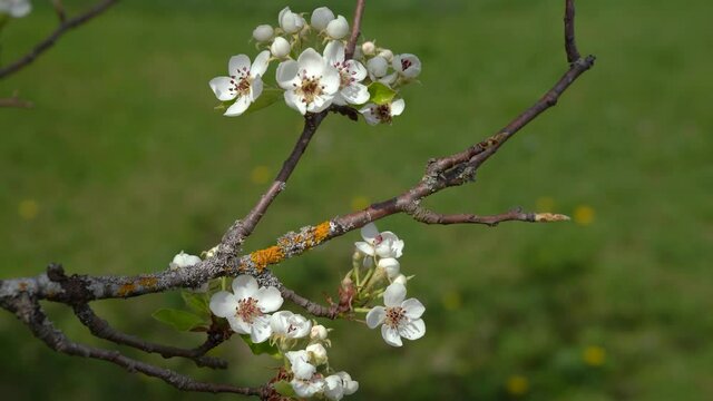Wenige Bl&uuml;ten und Knospen am d&uuml;nnen Zweig eines alten Birnbaums vor gr&uuml;nem Bokeh einer Wiese