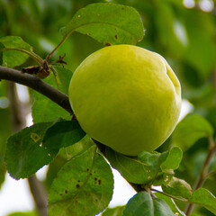 Green apple on tree