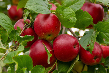 red apples on a tree