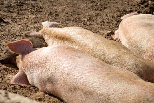 Piglets on a summer day at the farm are sleeping