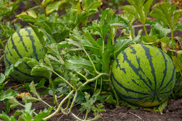 watermelons on the field
