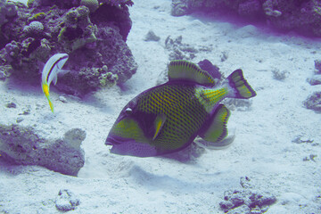 Beautiful Trigger Fish Triggerfish Swimming In The Red Sea In Egypt. Blue Water, Hurghada, Sharm El Sheikh,Animal, Scuba Diving, Ocean, Under The Sea, Underwater, Snorkeling, Tropical Paradise.