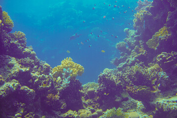 Obraz premium Beautiful Coral Reef With Many Fishes In The Red Sea In Egypt. Colorful, Blue Water, Hurghada, Sharm El Sheikh,Animal, Scuba Diving, Ocean, Under The Sea, Underwater, Snorkeling, Tropical Paradise,