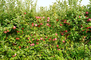 Fototapeta na wymiar Fresh apples growing on trees at an apple orchard