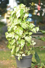Betel ivory or white betel ivory in the pot for decoration with blurred background
