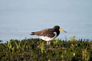 Oystercatcher warms up in the early morning in the wadden area during sunrise, water. in the beautiful protected nature area Het Oerd on the Wadden island of Ameland in the Netherlands