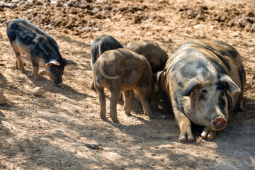 Pig mother with her little piglets in the pen at the farm