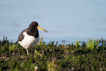 Oystercatcher warms up in the early morning in the wadden area during sunrise, water. in the beautiful protected nature area Het Oerd on the Wadden island of Ameland in the Netherlands
