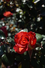 Orange blend Flower of Rose 'Leonidas' in Full Bloom
