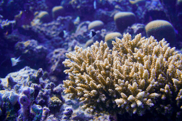 Naklejka na ściany i meble Beautiful Coral Reef With Many Fishes In The Red Sea In Egypt. Colorful, Blue Water, Hurghada, Sharm El Sheikh,Animal, Scuba Diving, Ocean, Under The Sea, Underwater, Snorkeling, Tropical Paradise,
