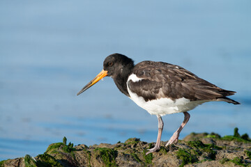 Oystercatcher warms up in the early morning in the wadden area during sunrise, water. in the beautiful protected nature area Het Oerd on the Wadden island of Ameland in the Netherlands