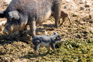 Pig mother with her little piglets in the pen at the farm