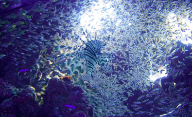 Beautiful Lion Fish Swimming In The Red Sea In Egypt. Blue Water. Lionfish, Hurghada, Sharm El Sheikh,Animal, Scuba Diving, Ocean, Under The Sea, Underwater Photography, Snorkeling, Tropical Paradise.