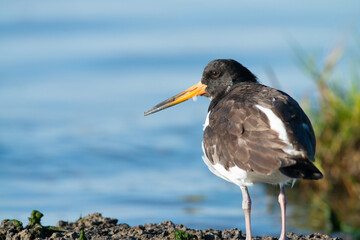 Oystercatcher warms up in the early morning in the wadden area during sunrise, water. in the beautiful protected nature area Het Oerd on the Wadden island of Ameland in the Netherlands