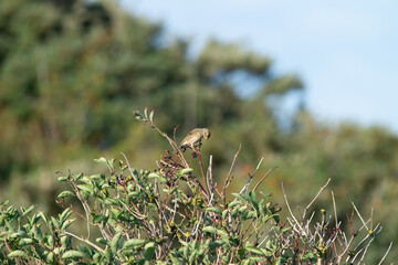 Skylark, Alauda arvensis - Larks (Alaudidae) sitting on a twig in the early morning during the sunrise, Ameland, Wadden Island, nature conservation area, Friesland, The Netherlands