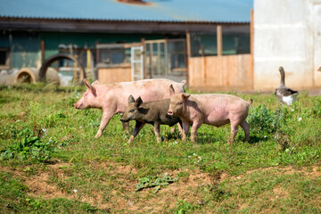 Little piglets on a livestock farm on a summer day