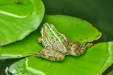 Green leopard fog on water lily leaf in a pond