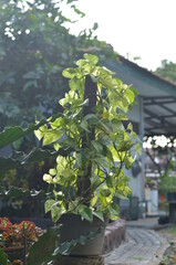Betel ivory or white betel ivory in the pot for decoration with blurred background