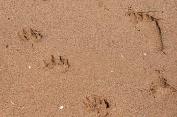 Dog and human footstep prints close together in wet sea sand