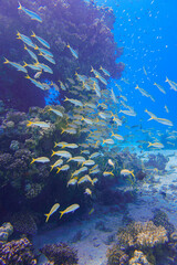Beautiful Coral Reef With Many Fishes Swimming In The Red Sea In Egypt. Blue Water, Hurghada, Sharm El Sheikh,Animal, Scuba Diving, Ocean, Under The Sea, Underwater, Snorkeling, Tropical Paradise.