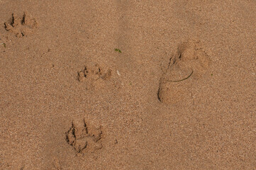 Dog and human footstep prints close together in wet sea sand