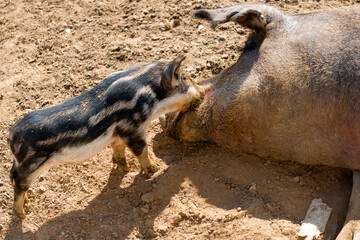 Pig mother with her little piglets in the pen at the farm