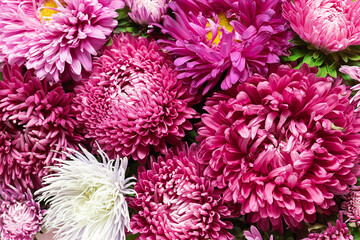 Artistic background made with colorful autumn flowers asters. Natural autumn wallpaper of greeting card concept.