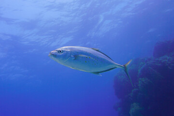 Beautiful Tuna Fish Swimming In The Red Sea In Egypt. Blue Water. Relaxed, Hurghada, Sharm El Sheikh,Animal, Scuba Diving, Ocean, Under The Sea, Underwater Photography, Snorkeling, Tropical Paradise.
