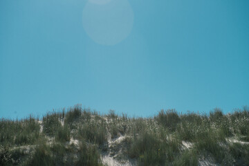 Dune edge overgrown with rough dune grass, seagull flies by. In the beautiful protected nature area on the Wadden island of Ameland in the Netherlands