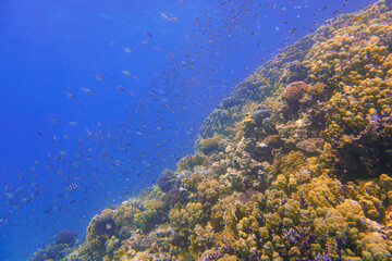 Fototapeta na wymiar Beautiful Coral Reef With Many Fishes In The Red Sea In Egypt. Colorful, Blue Water, Hurghada, Sharm El Sheikh,Animal, Scuba Diving, Ocean, Under The Sea, Underwater, Snorkeling, Tropical Paradise,