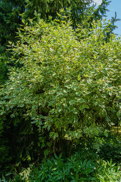Flowering bush of variegated shrub Cornus alba Elegantissima or White Svidina. White flowers among variegated leaves on branches of flowering bush. Blurred dark green background. Selective focus.
