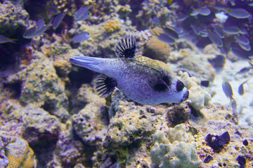 Beautiful Pufferfish Swimming In The Red Sea In Egypt. Blue Water. Relaxed, Hurghada, Sharm El Sheikh, Scuba Diving, Ocean, Under The Sea, Underwater, Puffer Fish, Snorkeling, Tropical Paradise.