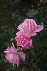 Light Pink Flower of Rose 'Lilibet' in Full Bloom
