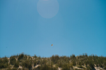 Dune edge overgrown with rough dune grass, seagull flies by. In the beautiful protected nature area on the Wadden island of Ameland in the Netherlands