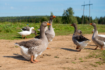 Geese walk on the territory of a livestock farm on a summer day