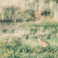 Wild hare in the grass dunes during the sunset on Ameland in the Netherlands, Dutch wildlife, nature photo