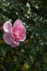 Light Pink Flower of Rose 'Lovely Meilland' in Full Bloom
