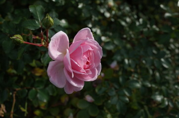 Light Pink Flower of Rose 'Lovely Meilland' in Full Bloom
