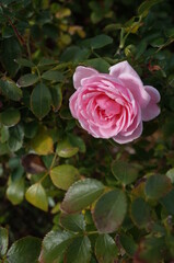 Light Pink Flower of Rose 'Lovely Meilland' in Full Bloom
