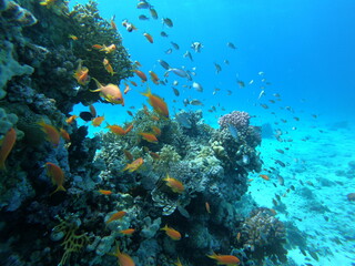 Beautiful Coral Reef With Many Goldfishes In The Red Sea In Egypt. Blue Water, Hurghada, Sharm El Sheikh,Animal, Scuba Diving, Ocean, Under The Sea, Underwater, Snorkeling, Tropical Paradise, Goldfish
