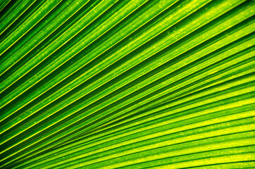 Obraz premium Palm branch, texture of palm leaf