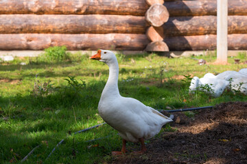 White geese walk on the territory of a livestock farm on a summer day