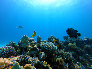 Naklejka na ściany i meble Beautiful Coral Fish Nemo Swimming In The Red Sea In Egypt. Finding Nemo, Blue Water, Hurghada, Sharm El Sheikh,Animal, Scuba Diving, Ocean, Under The Sea, Underwater,, Snorkeling, Tropical Paradise.