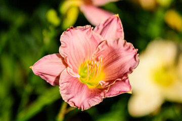 Fototapeta premium Vivid Hemerocallis Pink Playmate Daylily, Lilium or Lily plant in a British cottage style garden in a sunny summer day, beautiful outdoor background photographed with soft focus.