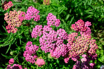 Obraz premium Close up of beautiful vivid pink magenta flowers of Achillea millefolium plant, commonly known as yarrow, in a garden in a sunny summer day..