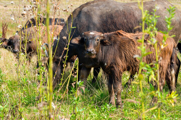 Buffalo calf on a field on a summer day