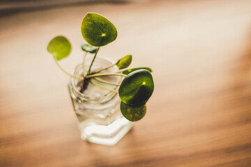 Pilea Ableger