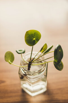 Pilea Ableger