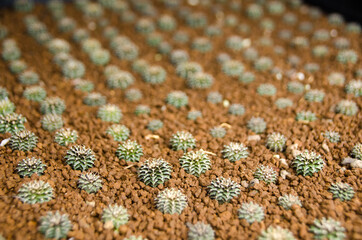 Macro closeup of Miniature Saguaro, Euphorbia aeruginosa, south africa. soft focus